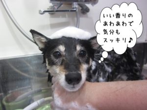 シャンプー中黒柴犬