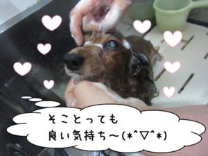 シャンプー中ミニチュアダックス