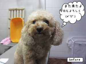 カット前トイプードル