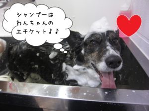 シャンプー中コーギー