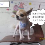 えっへんチワワ