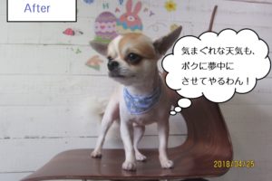 えっへんチワワ