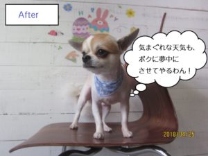 えっへんチワワ