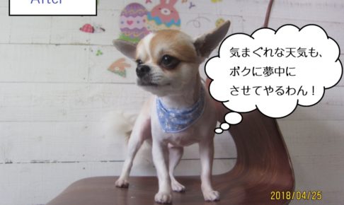 えっへんチワワ