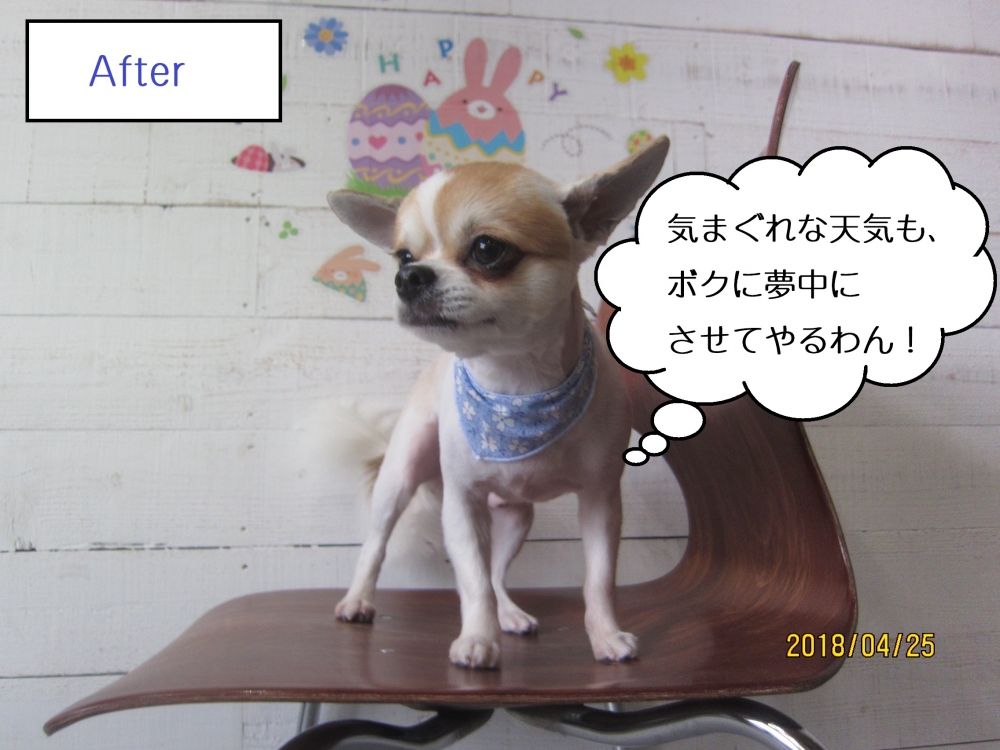 えっへんチワワ