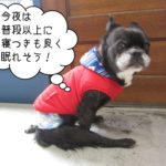 おすわりミックス