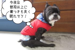 おすわりミックス