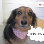 満足げミックス