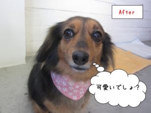 満足げミックス