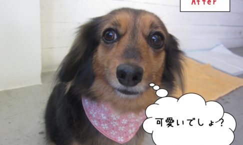 満足げミックス