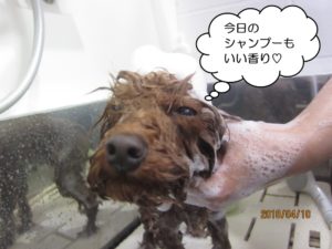 シャンプー中トイプードル