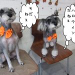 おすわりMシュナ