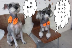 おすわりMシュナ