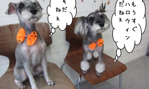 おすわりMシュナ