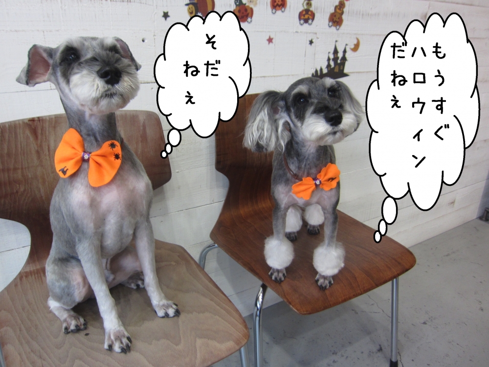 おすわりMシュナ