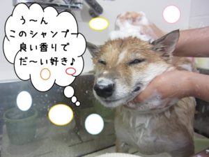 シャンプー中柴犬