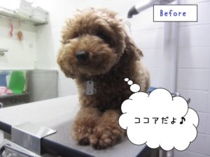 カット前トイプードル