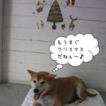 クリスマス笑顔柴犬