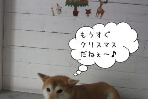 クリスマス笑顔柴犬