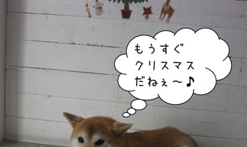 クリスマス笑顔柴犬