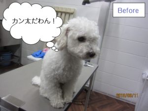 カット前白トイプードル