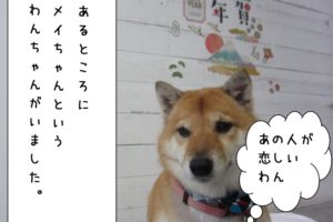 まったり柴犬