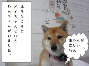 まったり柴犬