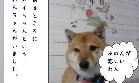まったり柴犬