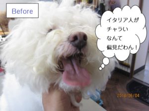 カット前ボロニーズ