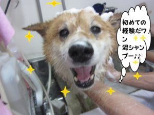 シャンプー中柴犬