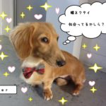 キラキラミニチュアダックス