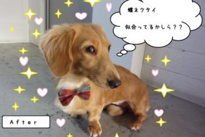 キラキラミニチュアダックス