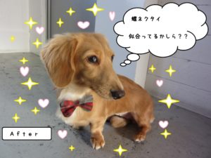 キラキラミニチュアダックス