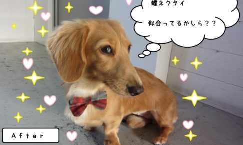 キラキラミニチュアダックス