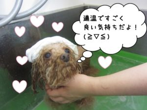 スパ中トイプードル