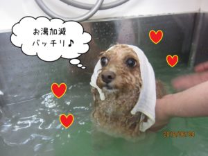 スパ中トイプードル