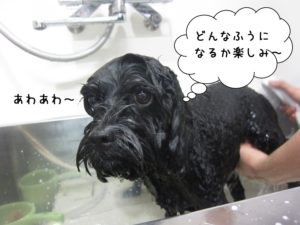 シャンプー中黒トイプードル