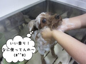シャンプー中トイプードル
