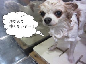 シャンプー中チワワ