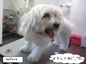 カット前マルチーズ