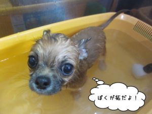 スパ中チワワ