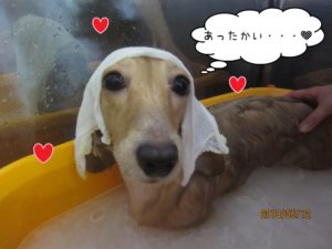 スパ中ミニチュアダックス