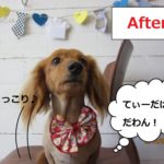 えっへんミニチュアダックス