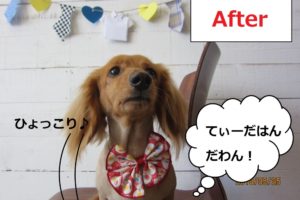 えっへんミニチュアダックス