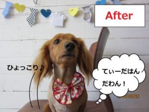 えっへんミニチュアダックス