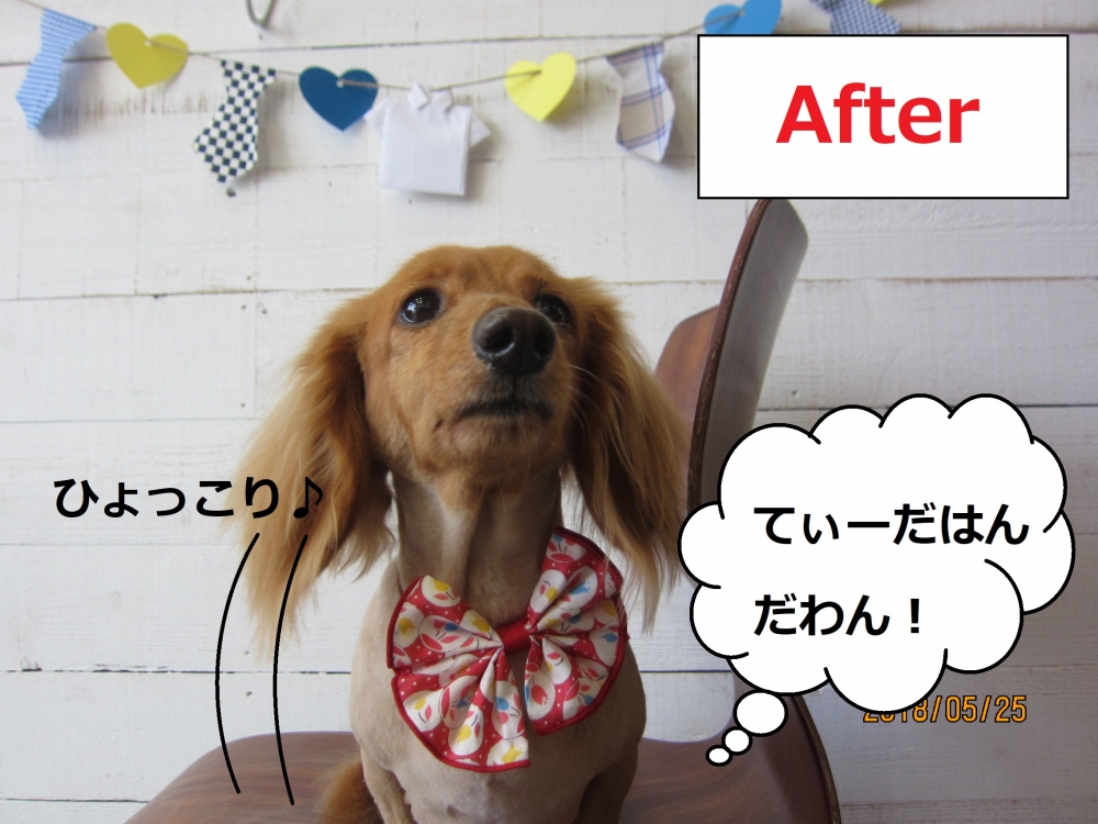 えっへんミニチュアダックス