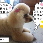 横顔おすましトイプードル