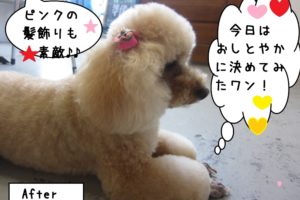 横顔おすましトイプードル