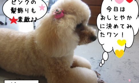 横顔おすましトイプードル