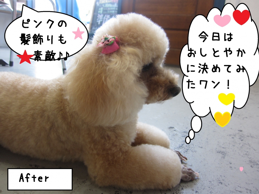 横顔おすましトイプードル